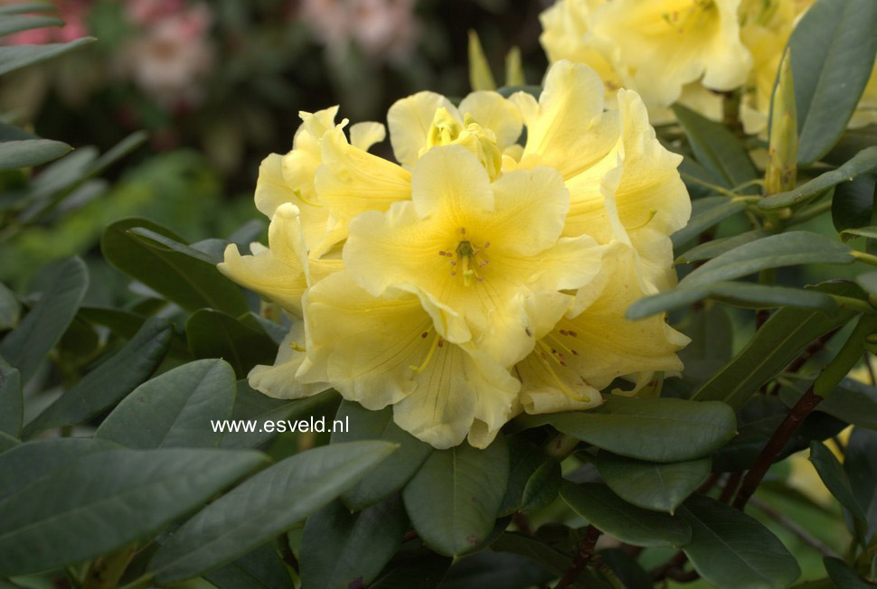 Rhododendron 'Hotei'