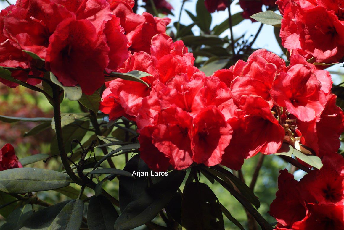 Rhododendron 'Jean Marie de Montague'