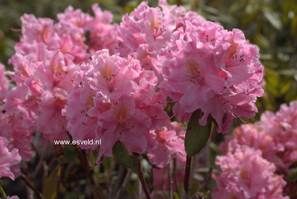 Rhododendron 'Kristina'