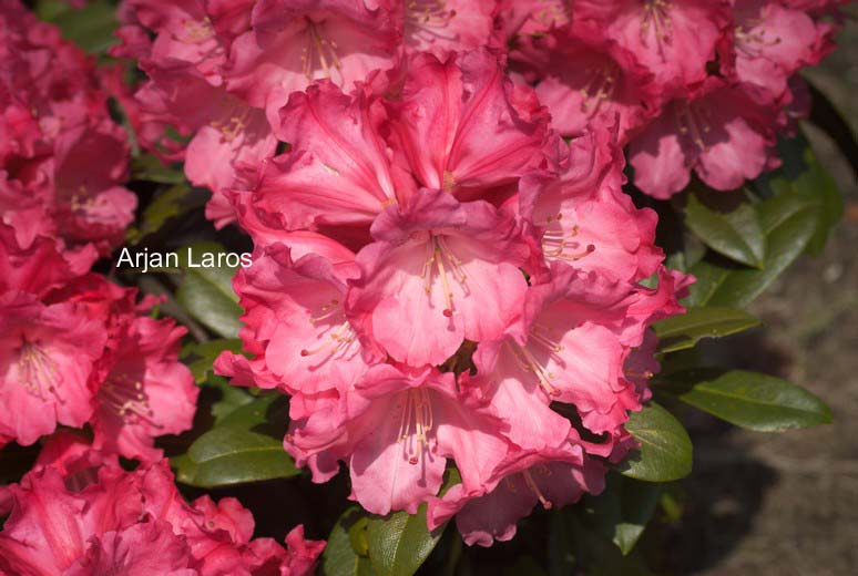 Rhododendron 'Morgenrot'