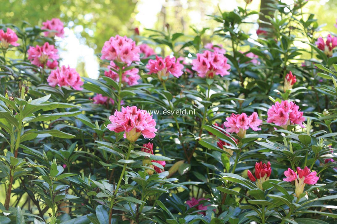 Rhododendron 'Mrs. Furnival'