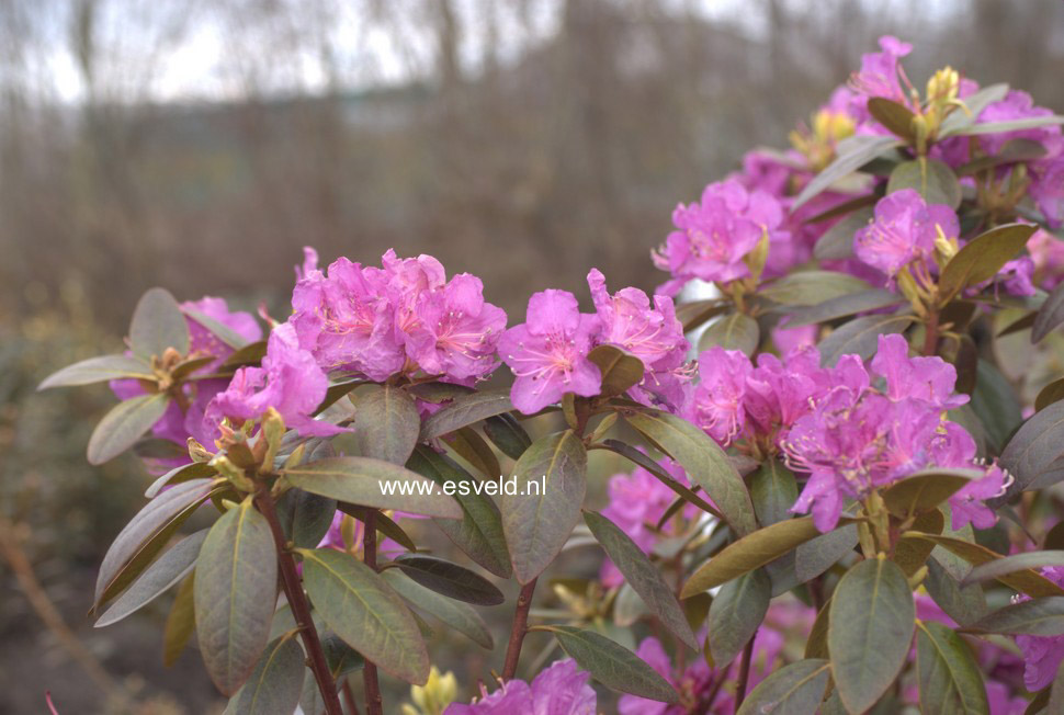 Rhododendron 'P.J. Mezitt'