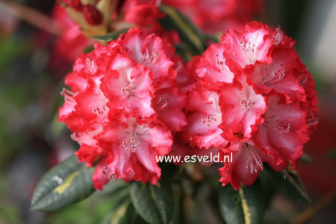 Rhododendron 'President Roosevelt'