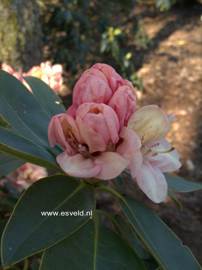 Rhododendron 'Rudolf Heinemann'