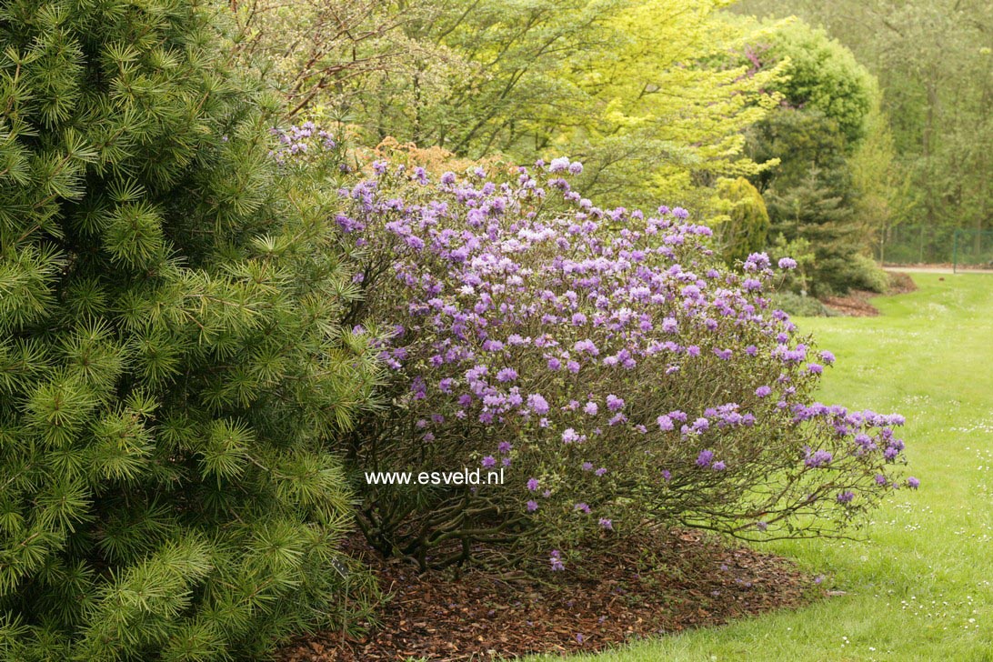 Rhododendron 'Russautinii'