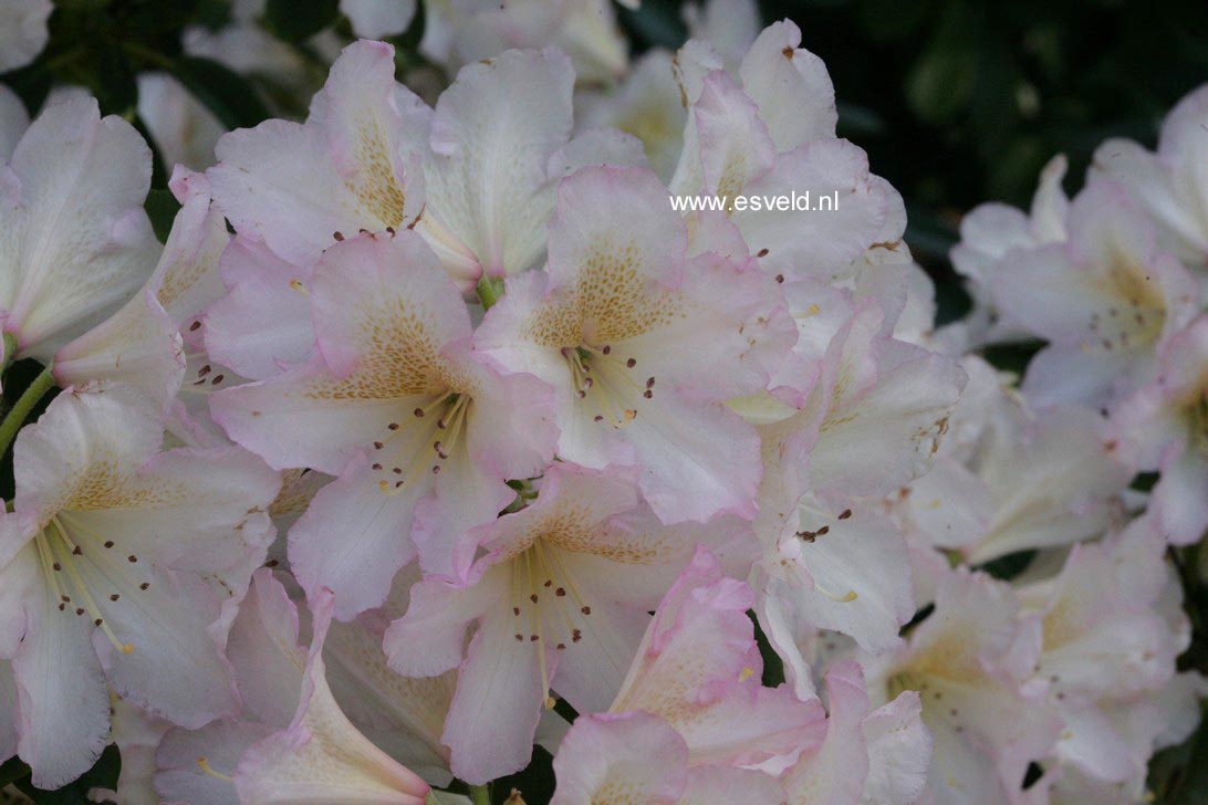 Rhododendron 'Silver Sixpence'