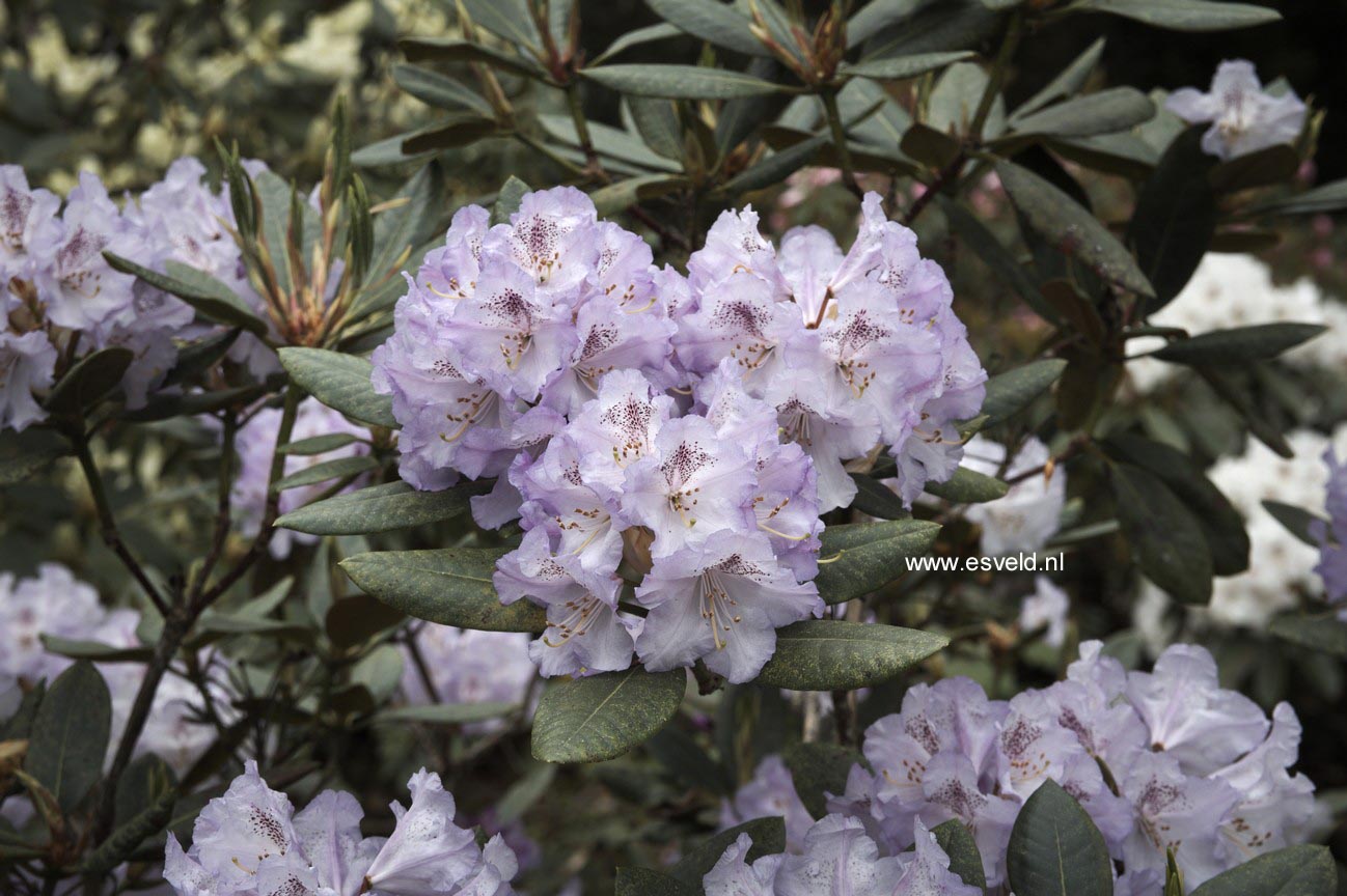Rhododendron 'Susan'