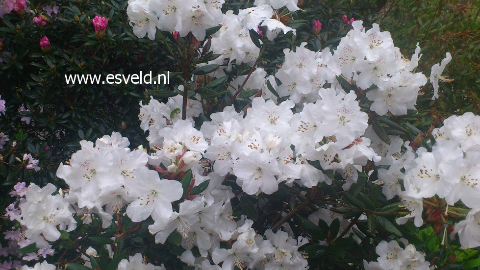 Rhododendron aberconwayi