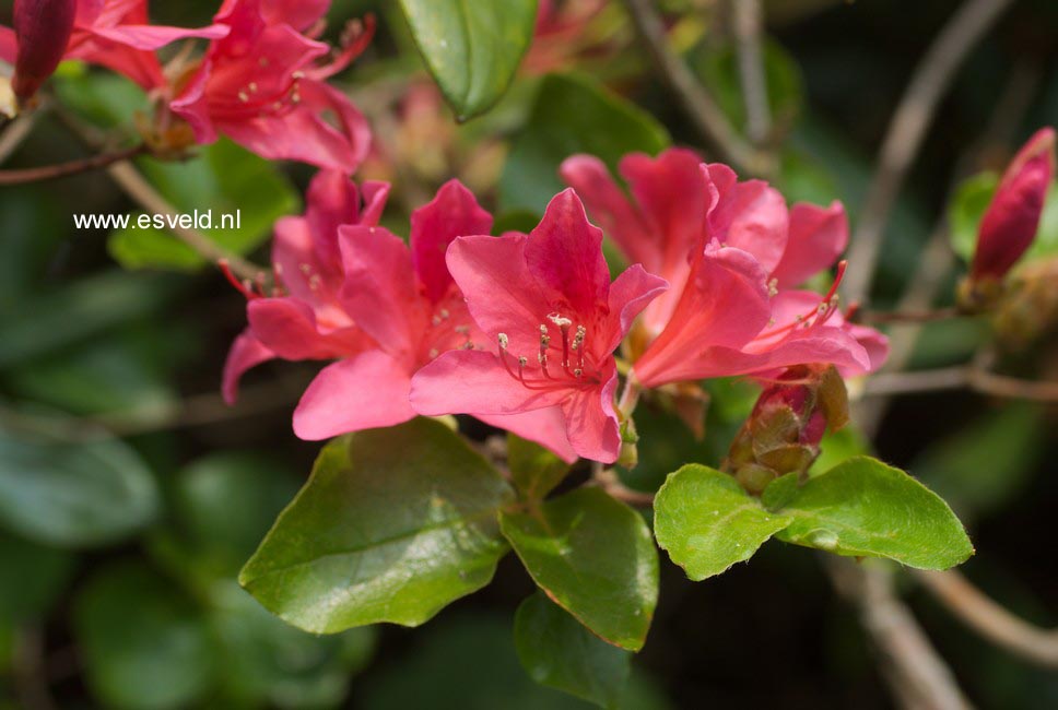 Rhododendron amagianum