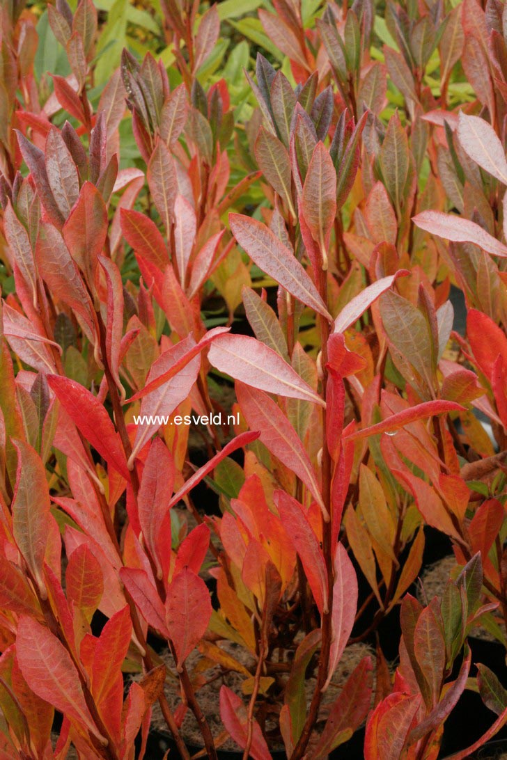 Rhododendron arborescens