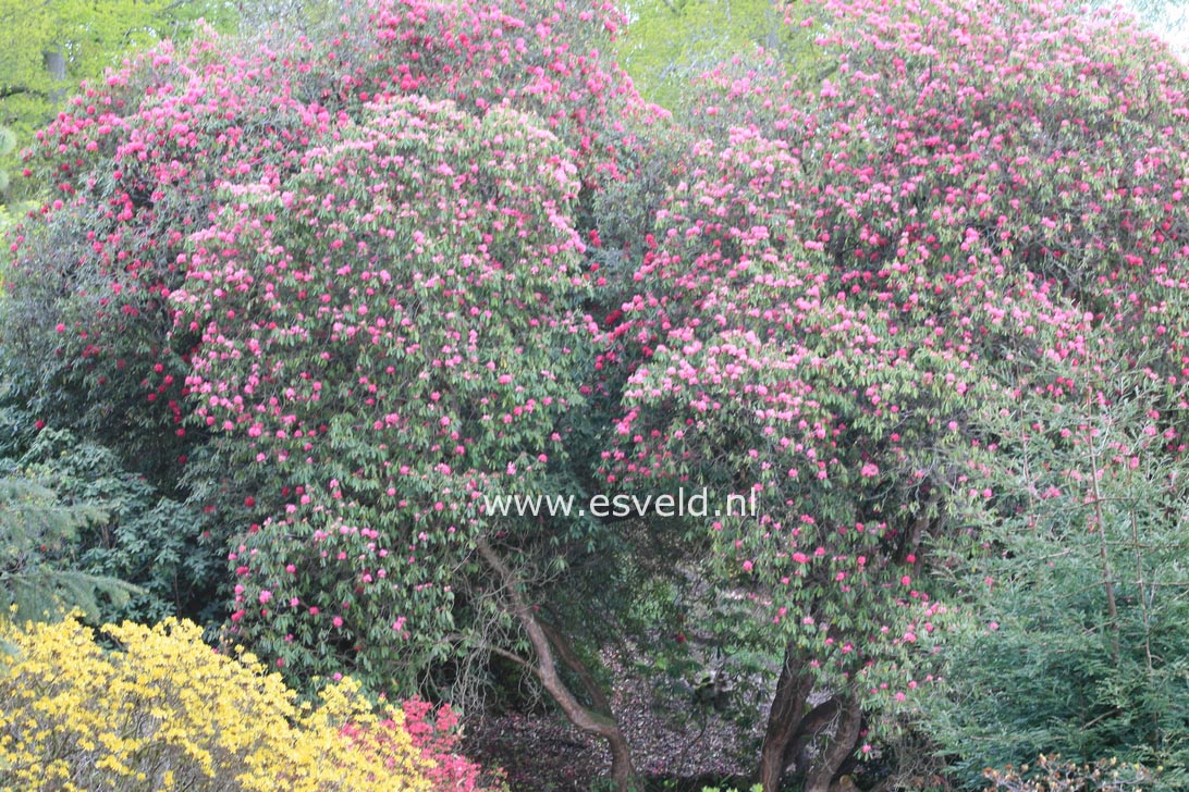 Rhododendron arboreum
