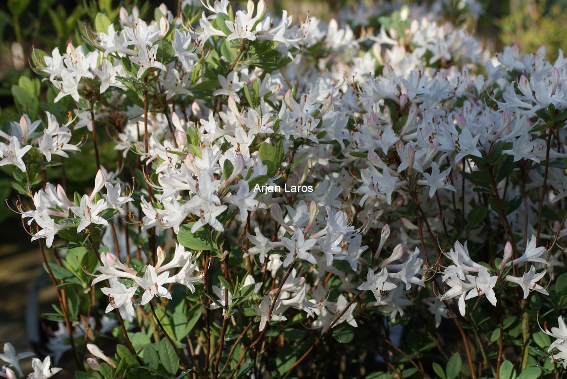 Rhododendron atlanticum