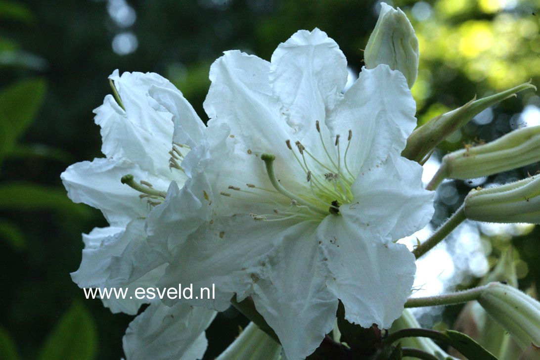 Rhododendron auriculatum