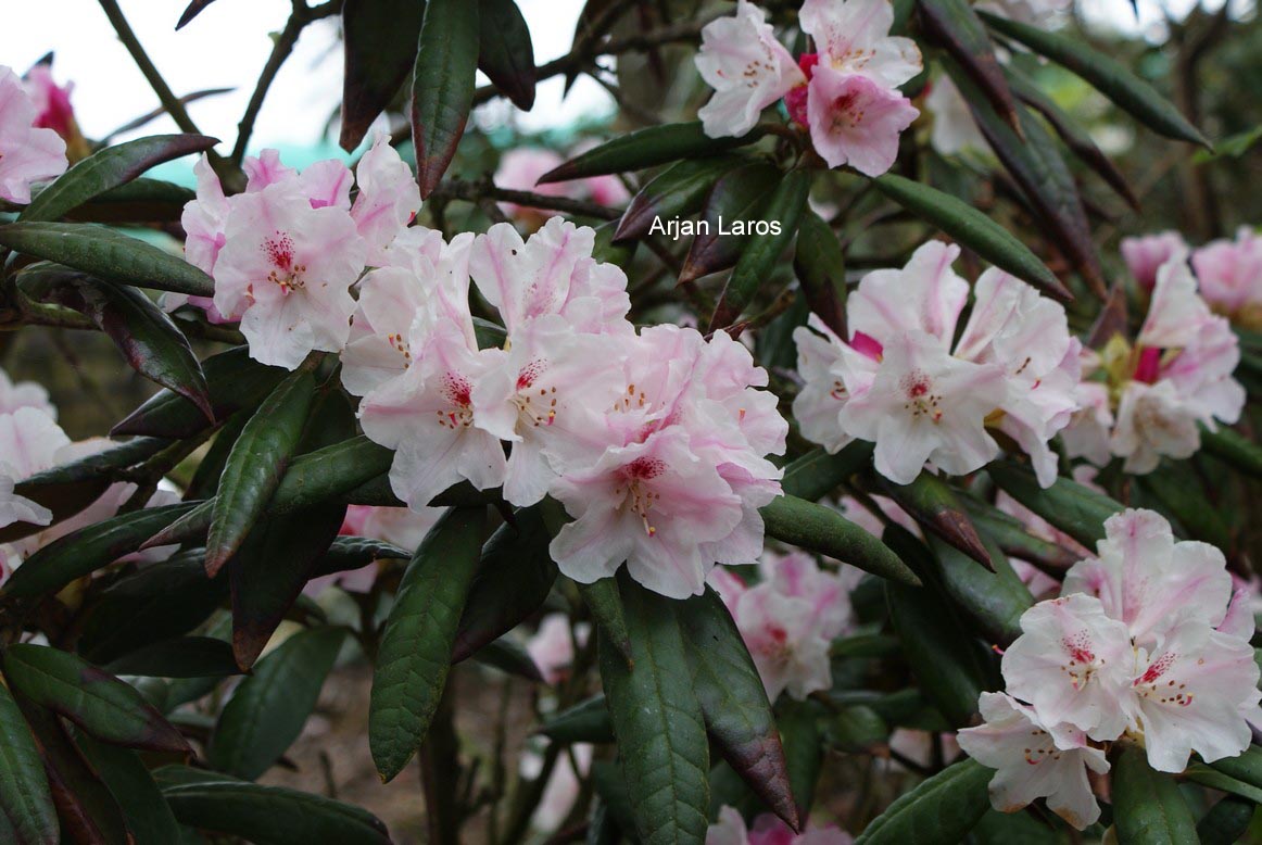 Rhododendron bureavioides