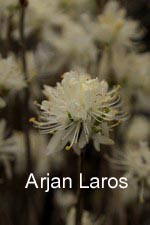 Rhododendron canadense 'Album'