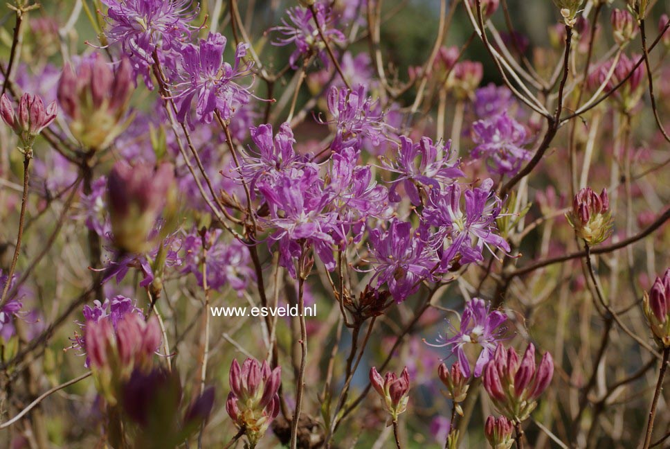 Rhododendron canadense