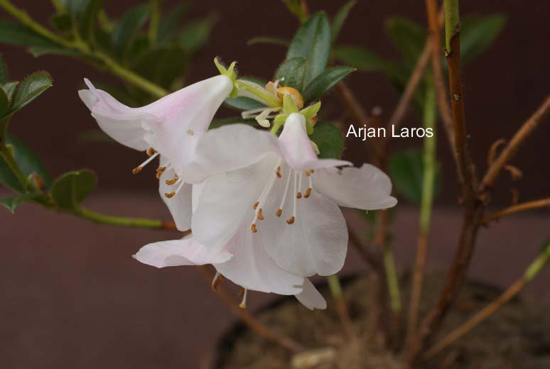 Rhododendron ciliatum