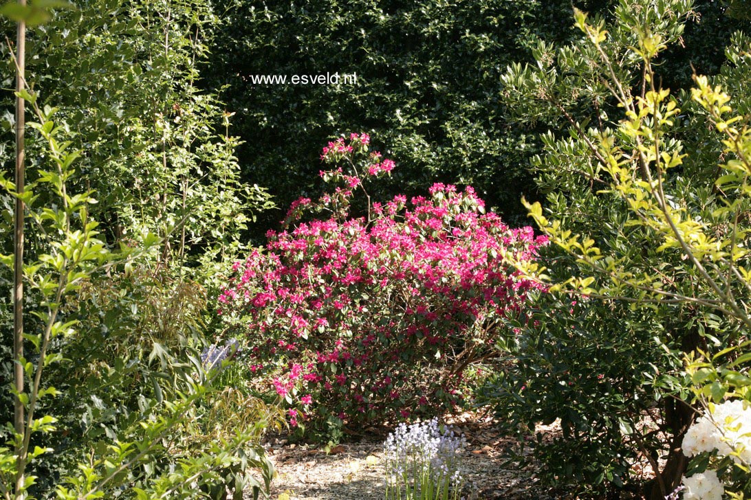 Rhododendron concinnum pseudoyanthinum