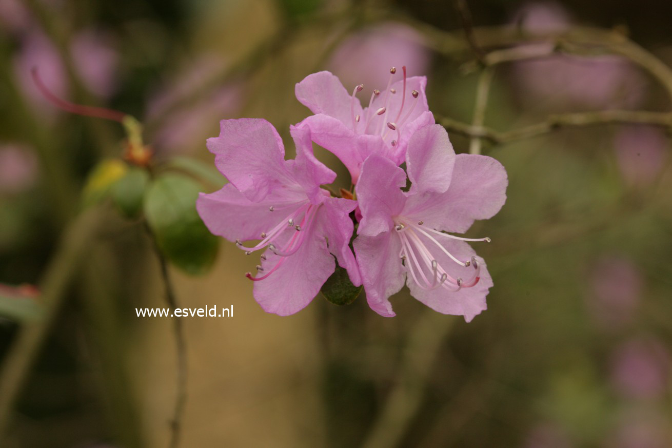 Rhododendron dauricum