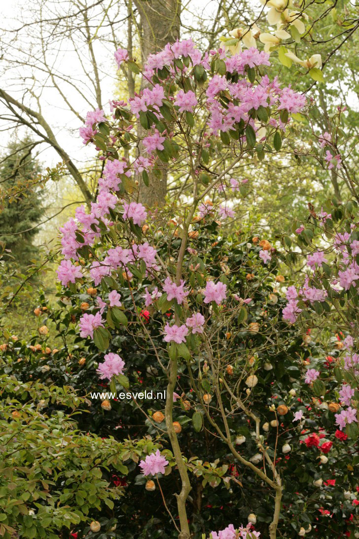 Rhododendron davidsonianum 'Lucky Hit'