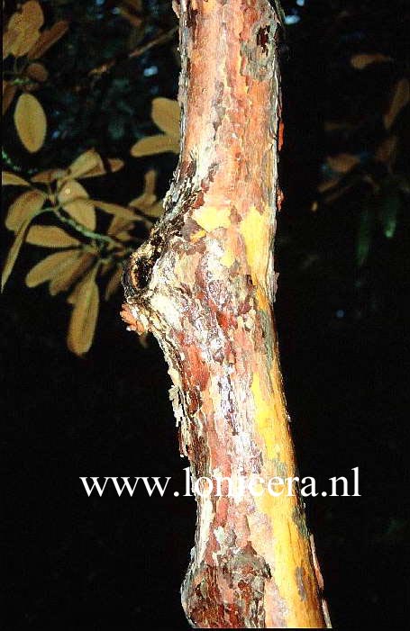 Rhododendron falconeri