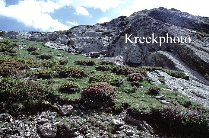 Rhododendron ferrugineum