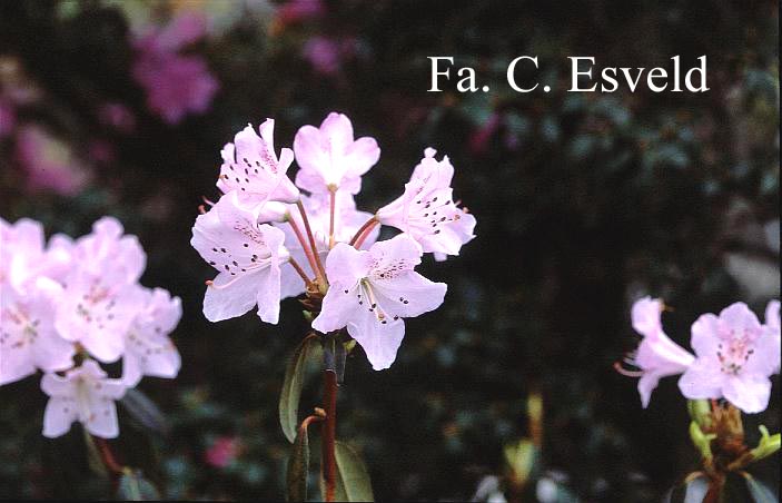 Rhododendron heliolepis