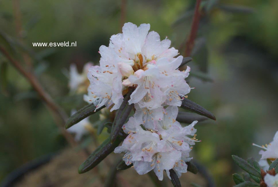 Rhododendron hemitrichotum