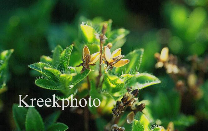 Rhododendron hirsutum