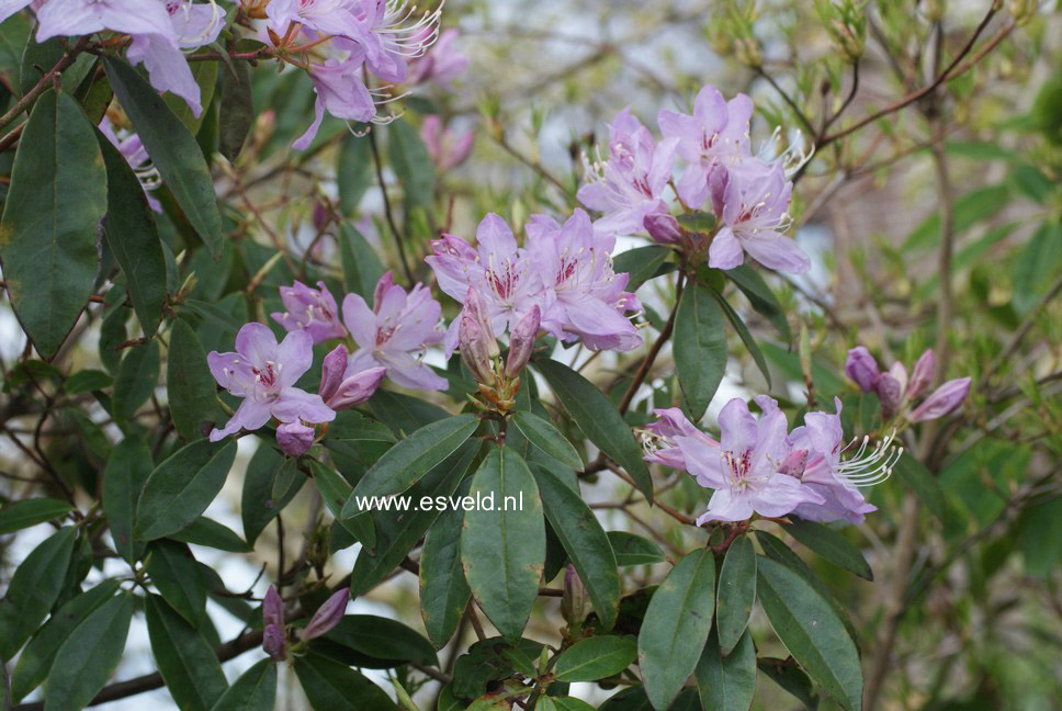 Rhododendron lochmium