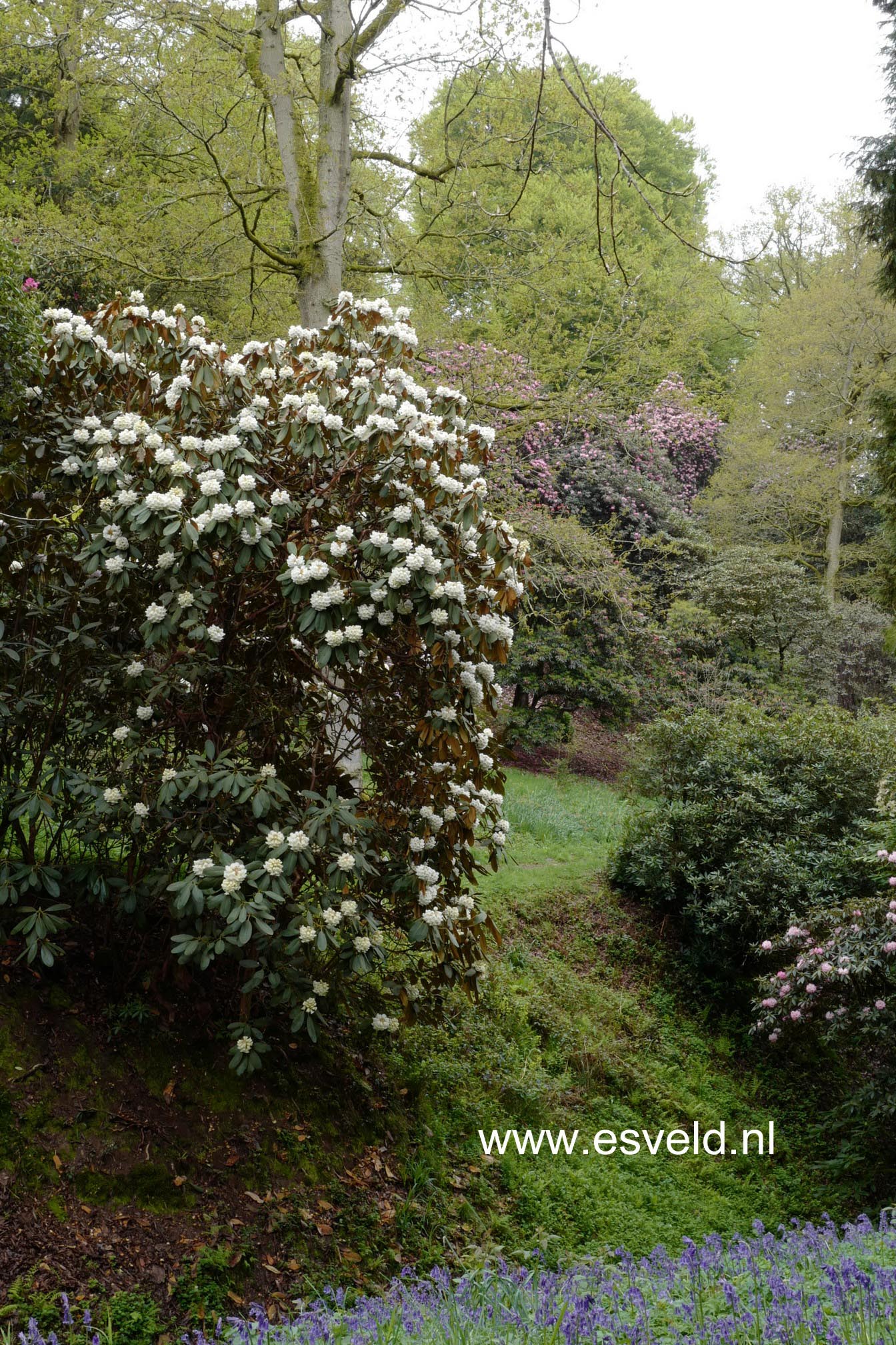 Rhododendron macabeanum