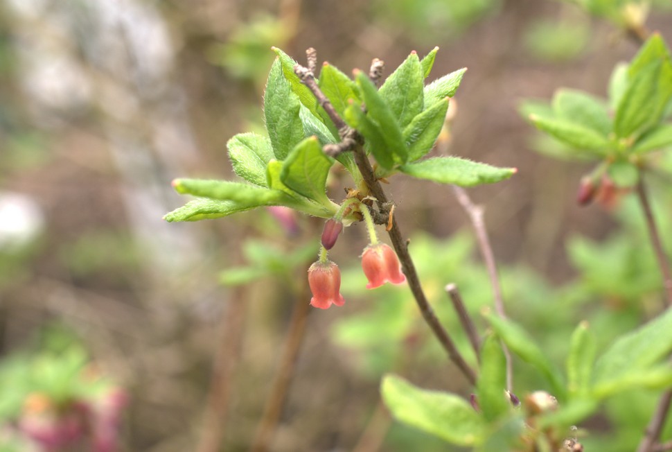 Rhododendron menziesii