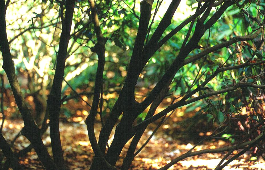Rhododendron oreodoxa fargesii