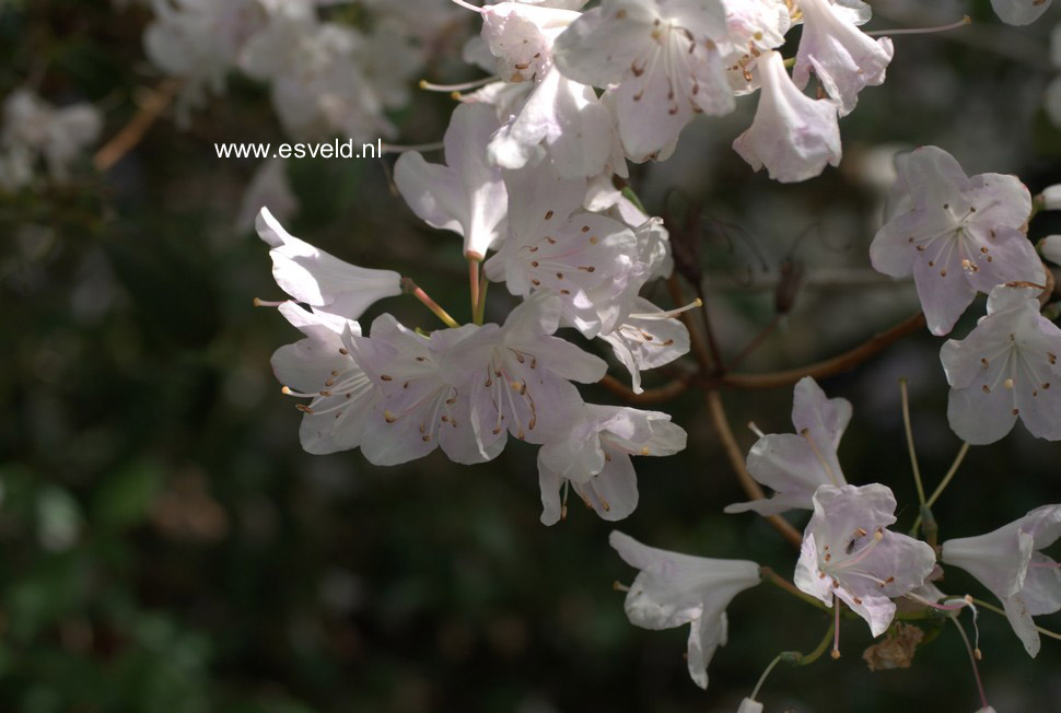 Rhododendron oreotrephes
