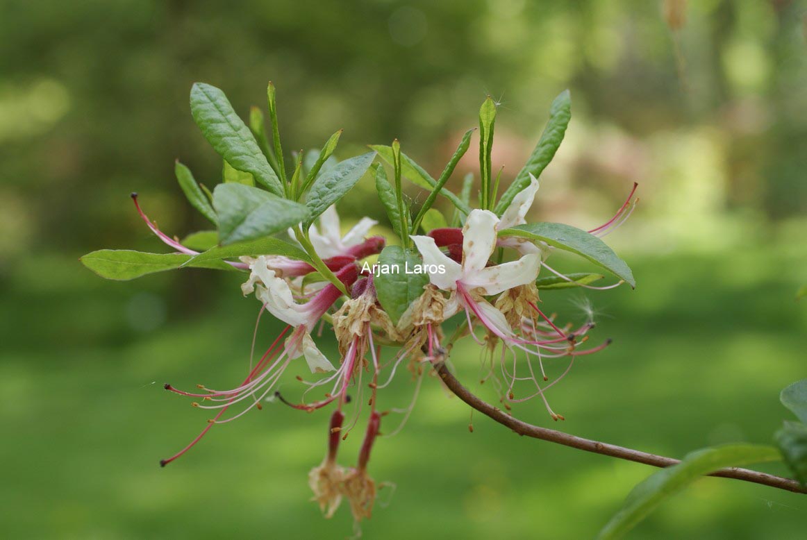 Rhododendron periclymenoides