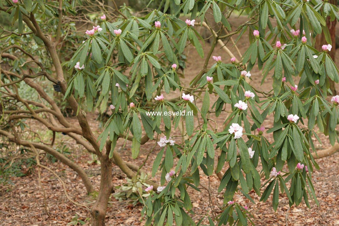 Rhododendron praevernum