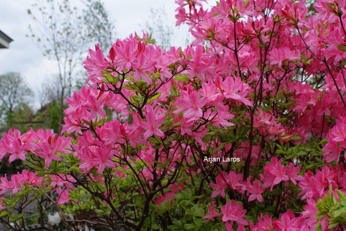 Rhododendron prinophyllum