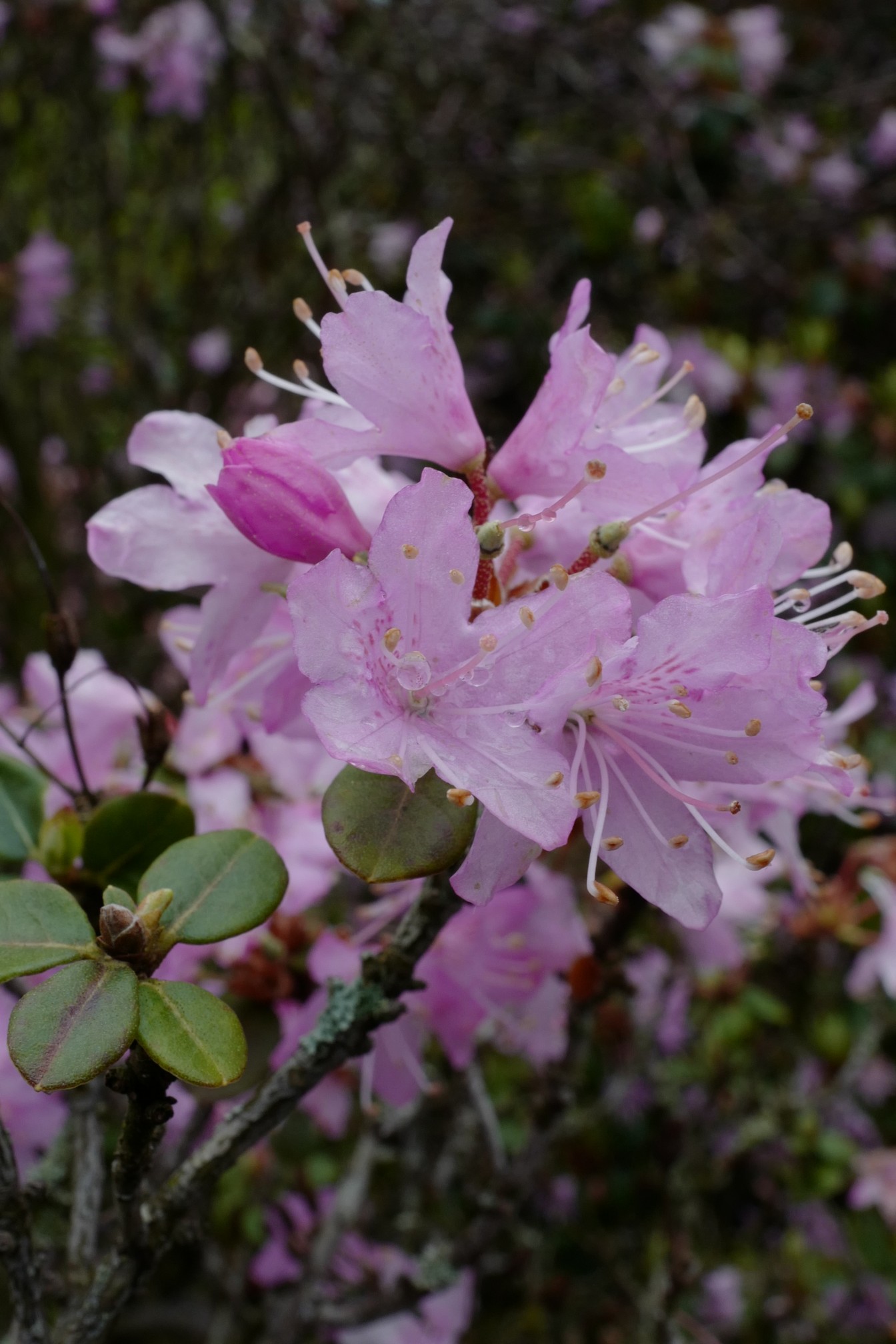 Rhododendron racemosum