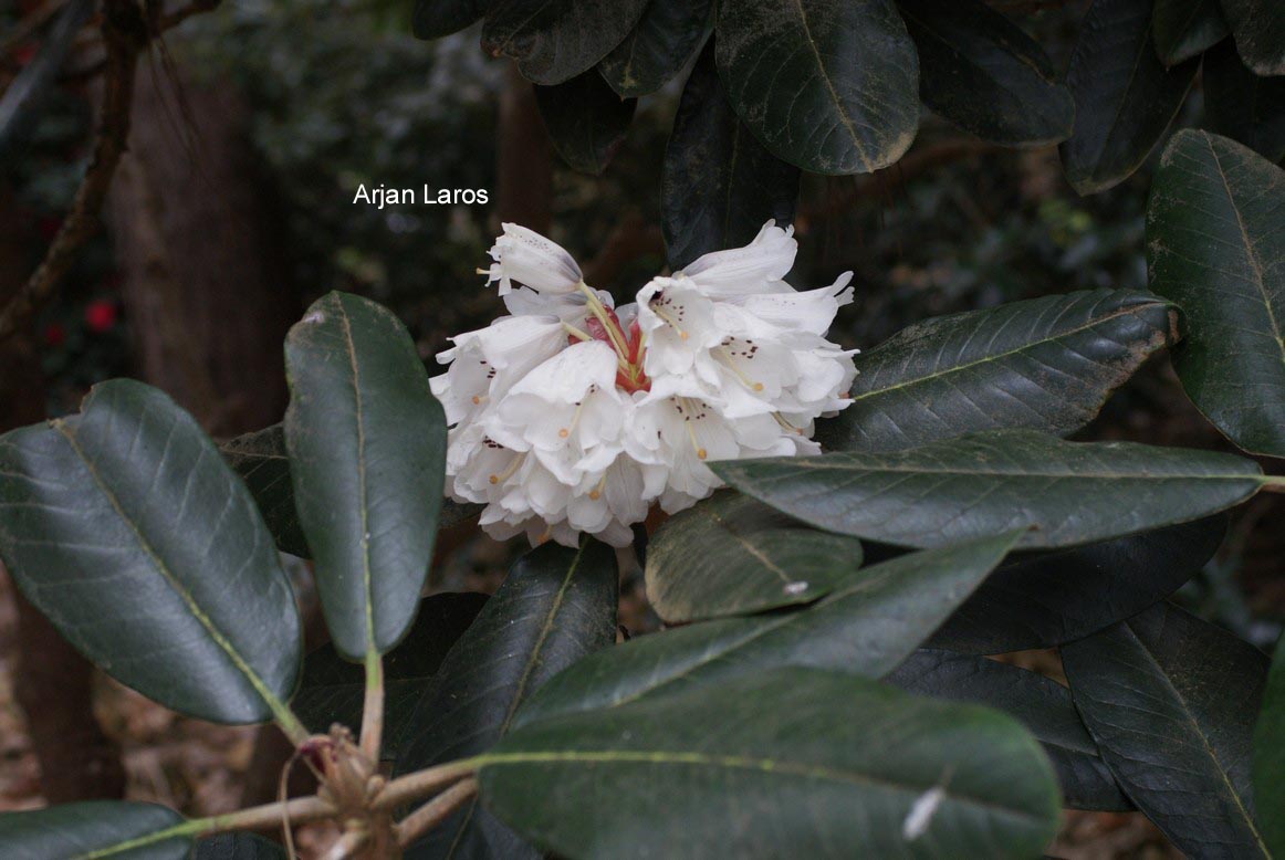 Rhododendron rex