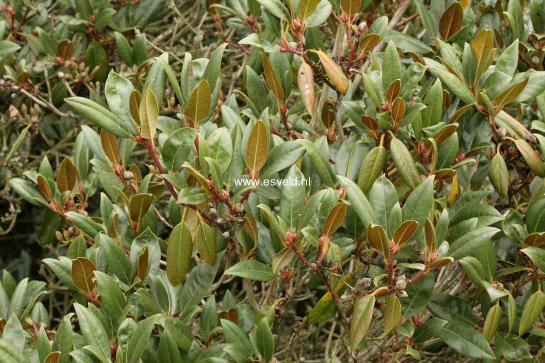 Rhododendron rubiginosum