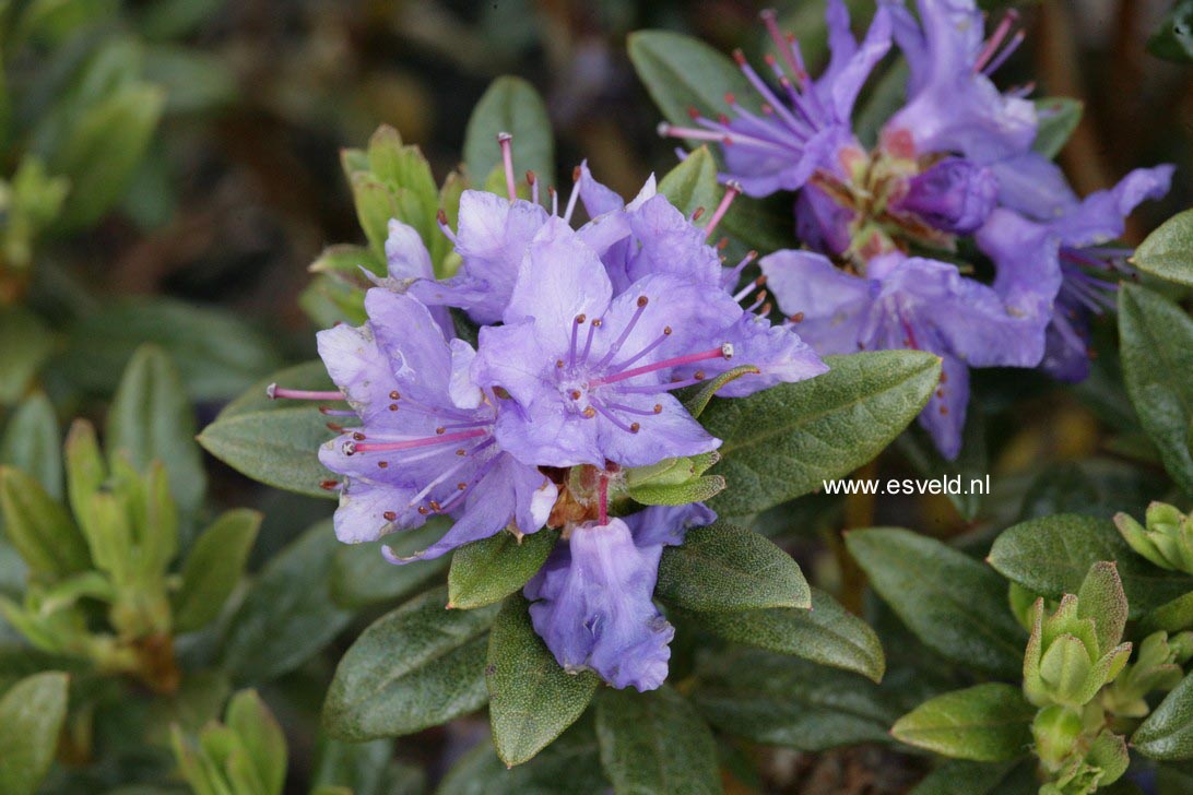 Rhododendron russatum