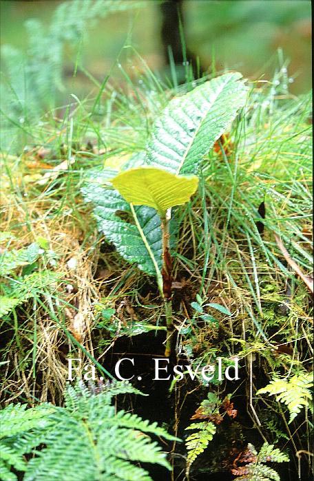 Rhododendron sinogrande