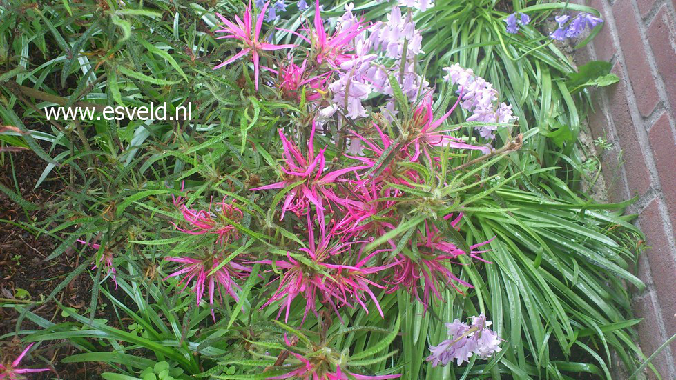 Rhododendron stenopetalum 'Linearifolium'