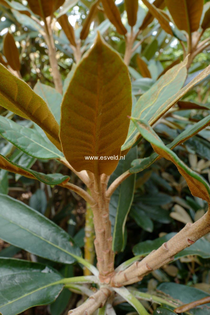 Rhododendron uvariifolium