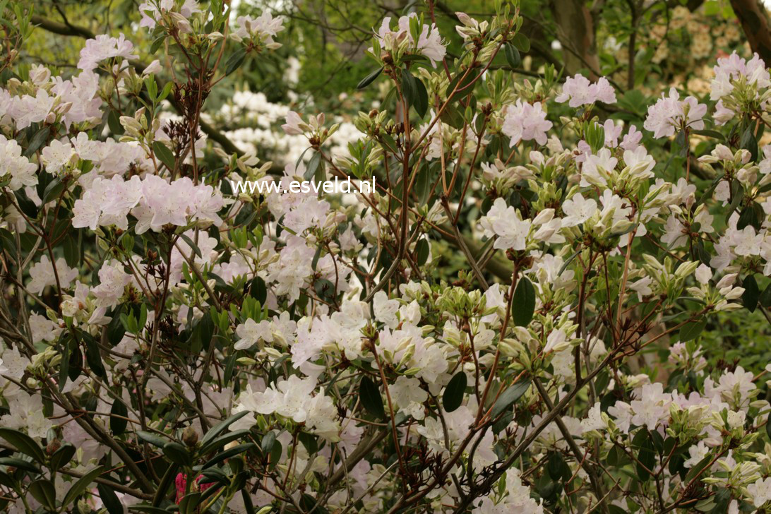 Rhododendron yunnanense