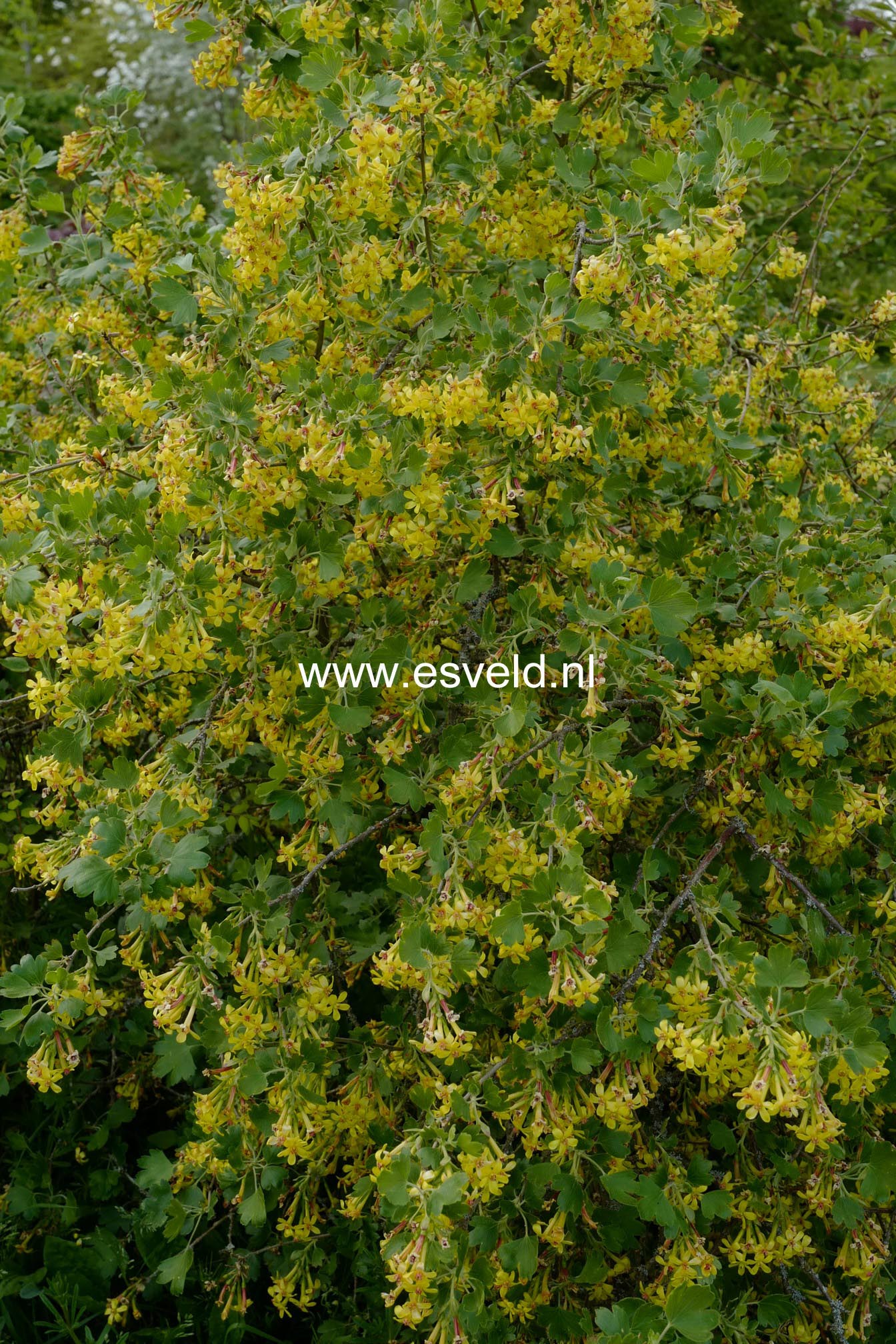 Ribes odoratum