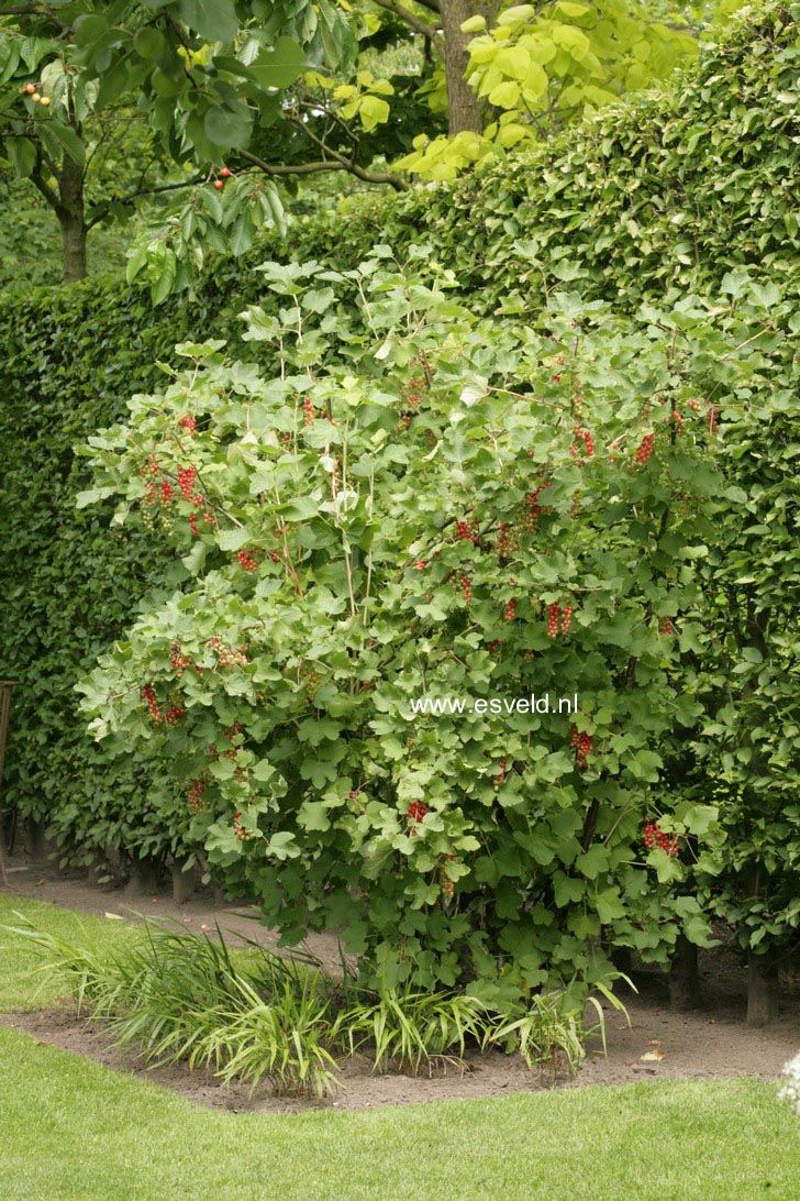 Ribes rubrum 'Jonkheer van Tets'