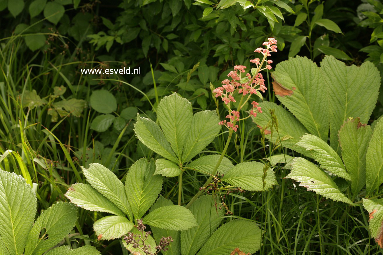 Rodgersia pinnata 'Die Stolze'