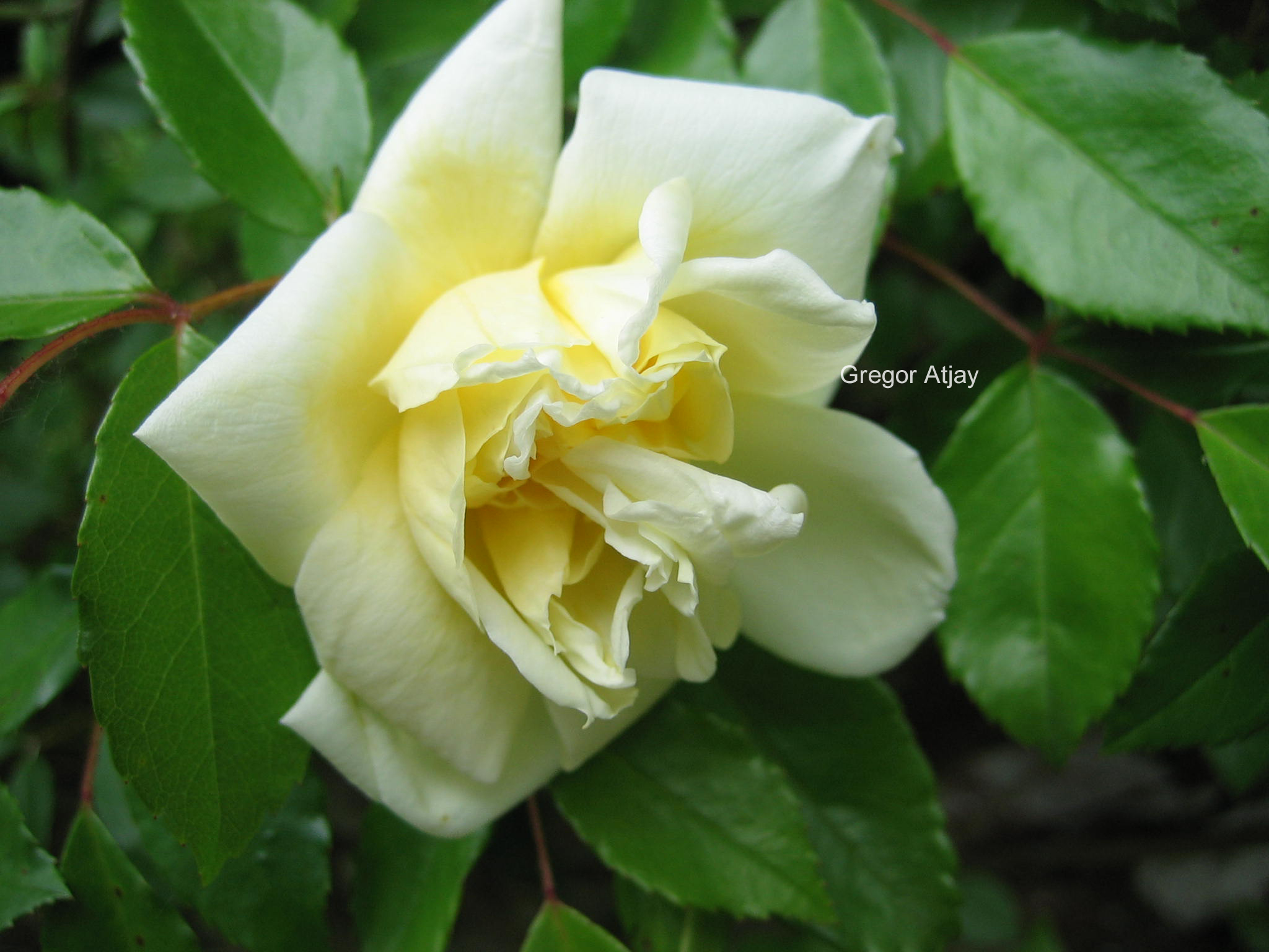 Rosa 'Alberic Barbier'