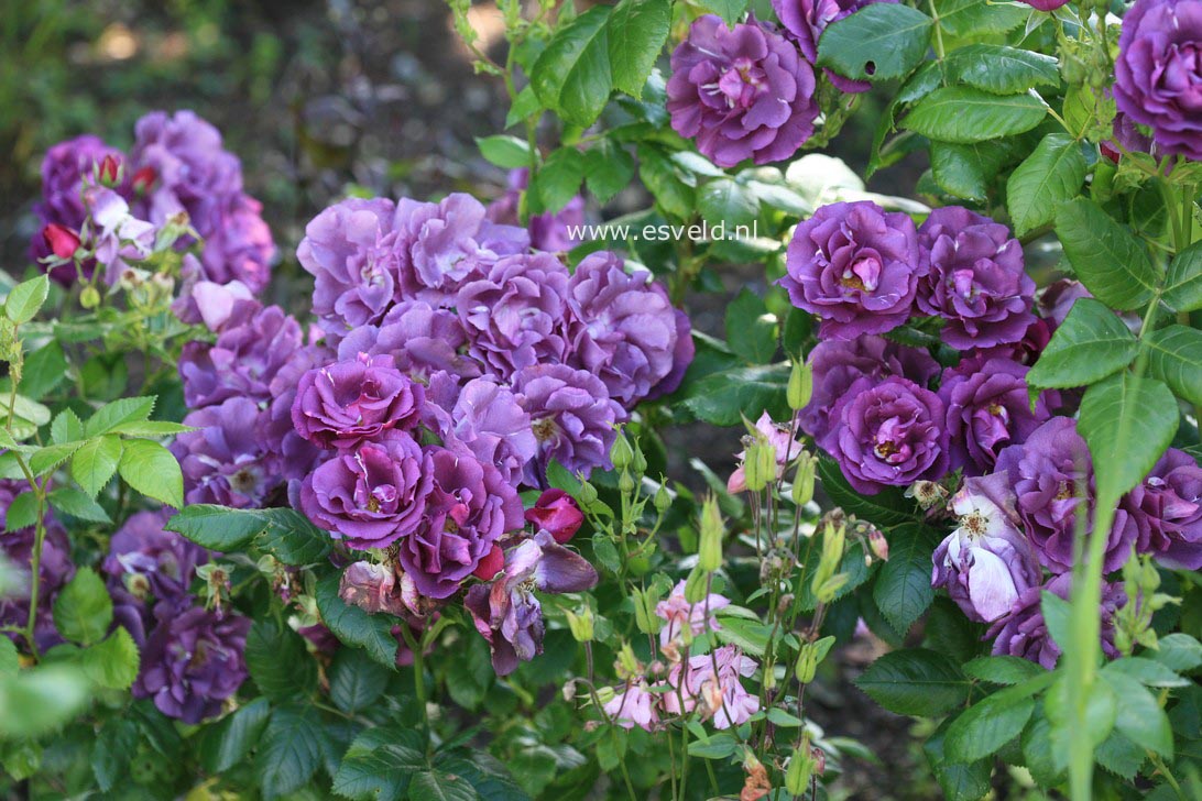 Rosa 'Frantasia' (RHAPSODY IN BLUE)
